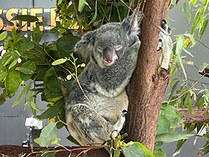 オーストラリアで抱っこしたコアラ