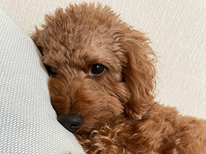 ペットのふくです