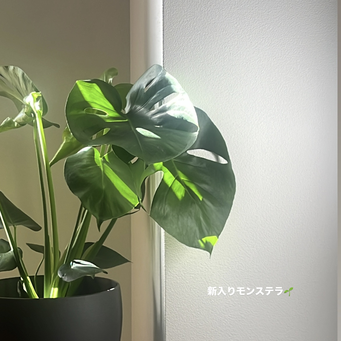 好きなもの、集めました