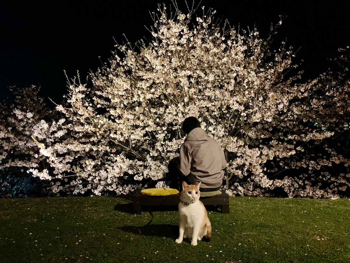 最高のお家と満開の桜 アイチャッチ