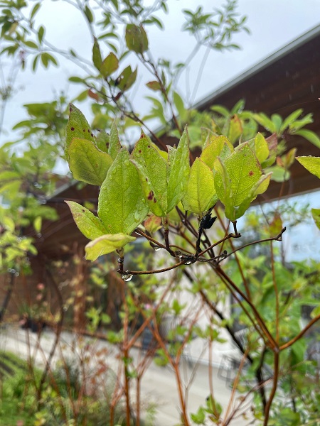 お庭の相談会開催いたします！🍃 アイチャッチ