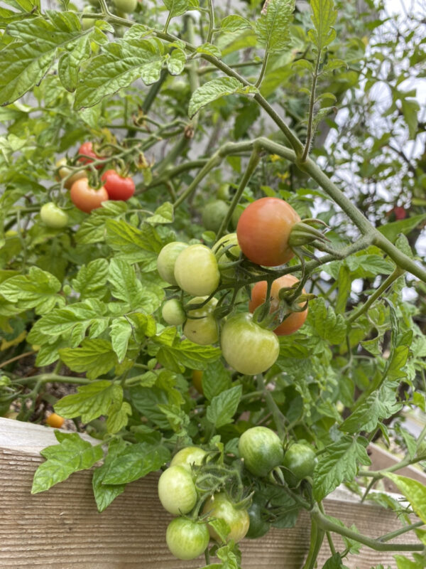 トマト初収穫♪