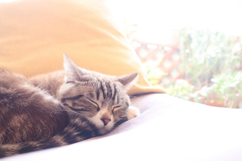 新築でペットと暮らす方におすすめしたい床材！動物目線に立った家づくりのポイントをご紹介 アイチャッチ